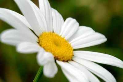 romashka_580x.jpg